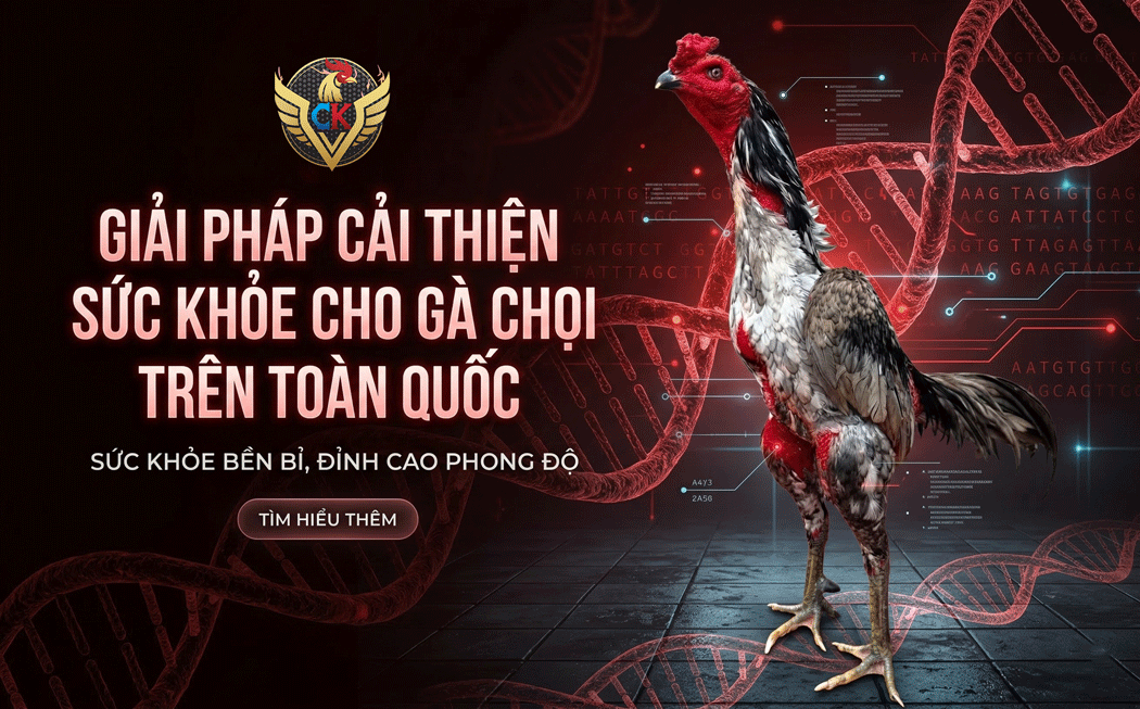 giải pháp cải thiện sức khoẻ gà chọi
